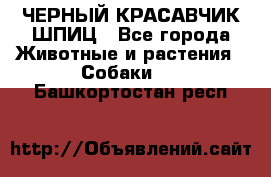 ЧЕРНЫЙ КРАСАВЧИК ШПИЦ - Все города Животные и растения » Собаки   . Башкортостан респ.